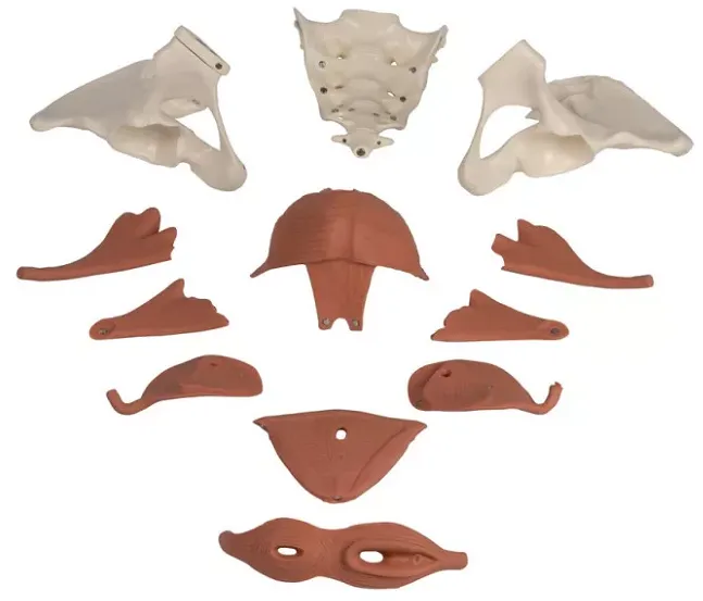 Pelvis Model
