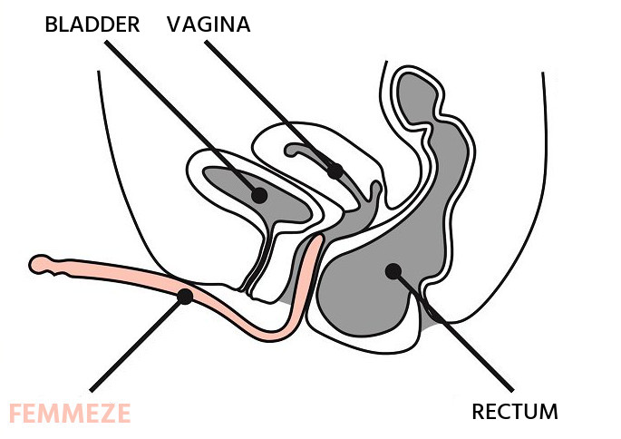 femmeze